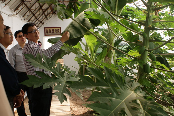 图为天津残联考察怀柔区杨宋镇花卉蔬菜扶贫助残基地