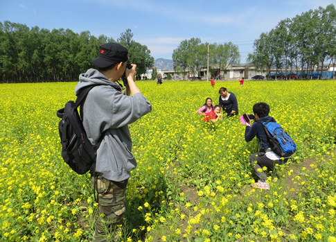 图为在拍摄油菜花