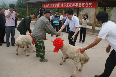 图为种羊发放现场