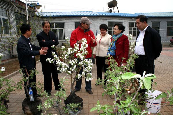 图为吴文彦理事长参观盆栽果树苗木