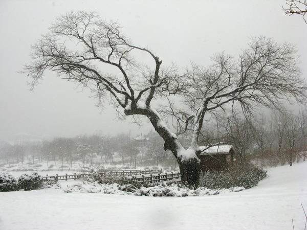 冬雪 杨朔